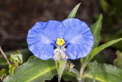 Dayflower May 2020